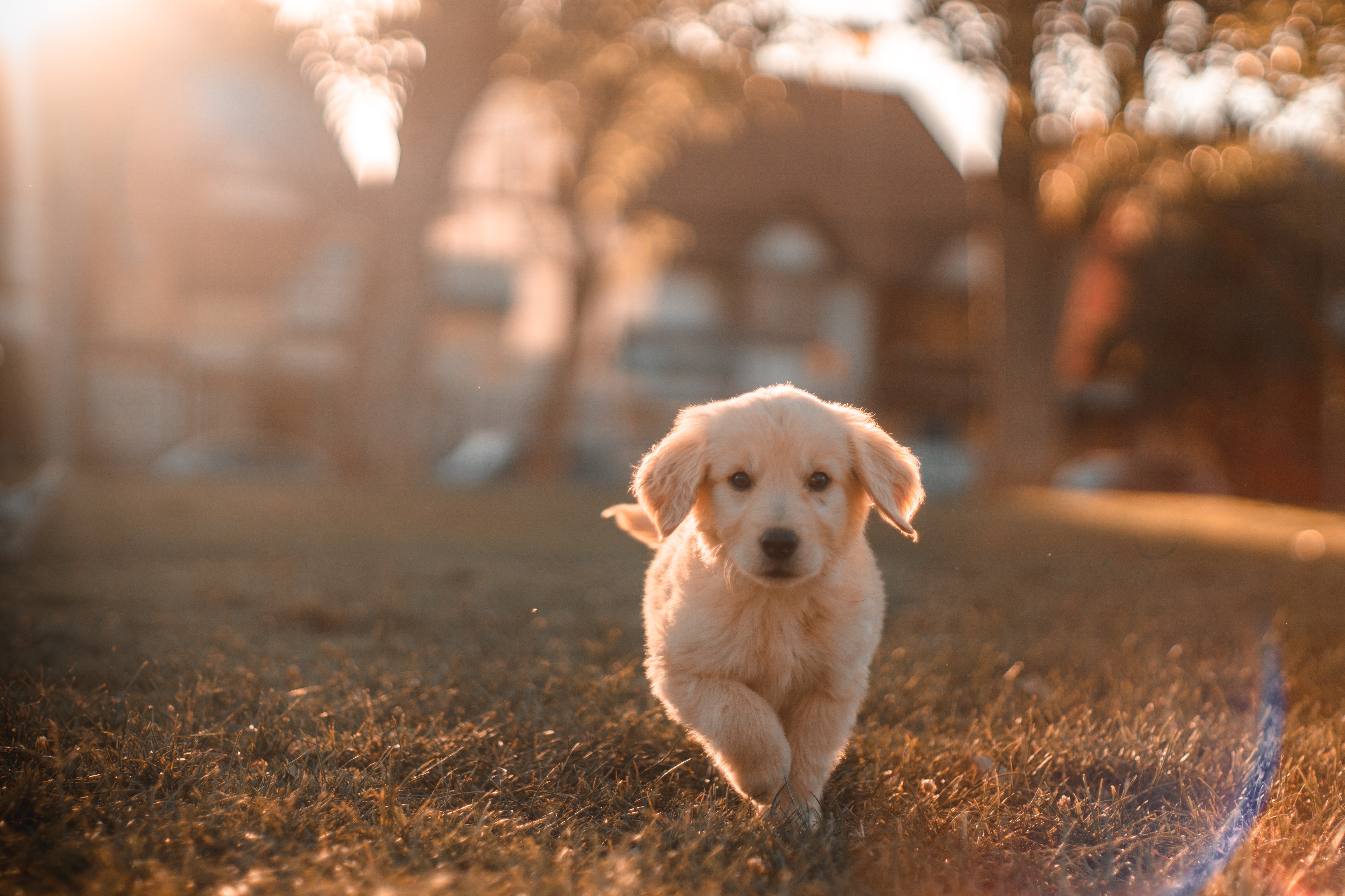 Photo of a golden puppy