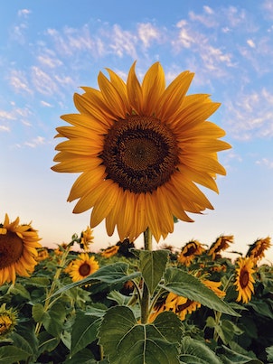 Big yellow singular sunflower