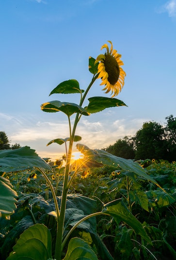 sunflower with sunset behind