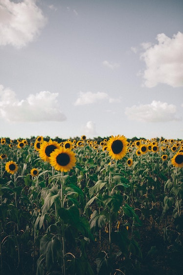 Photo of yellow sunflowers